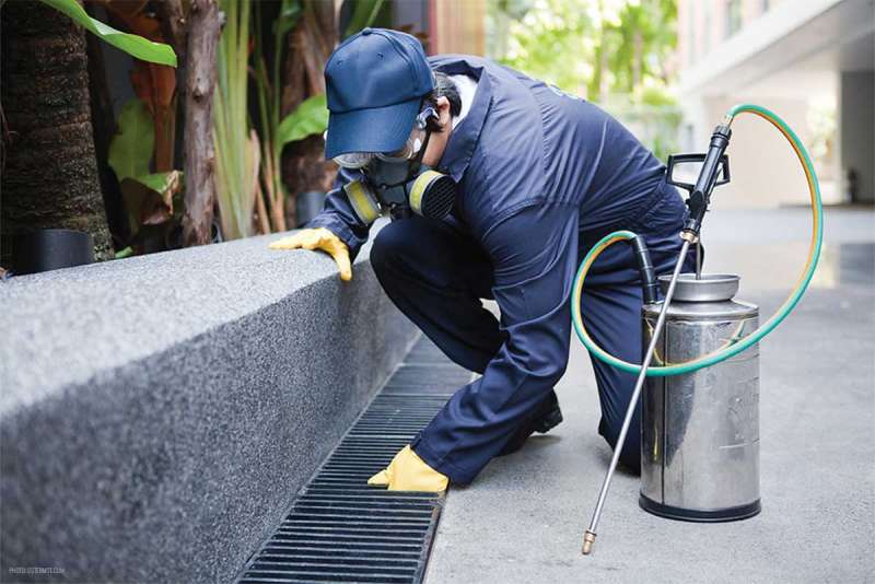 Bed Bug Treatment